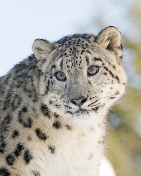 Snow Leopard