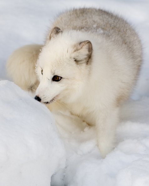 Arctic Fox