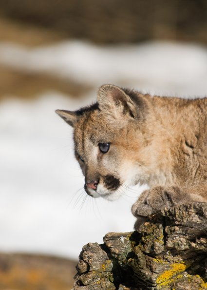 Mountain Lion Cub