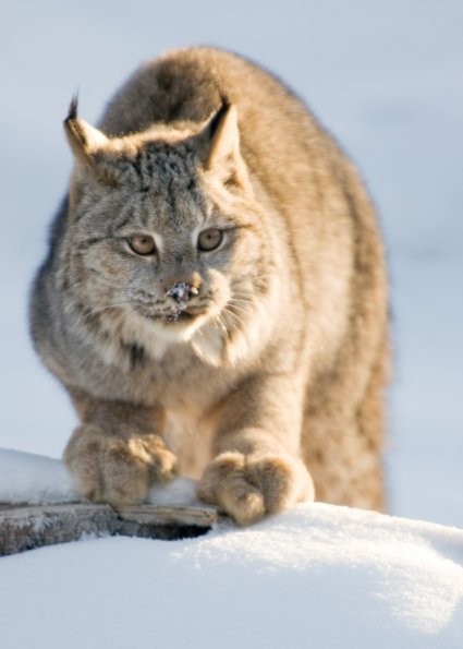 Canadian Lynx