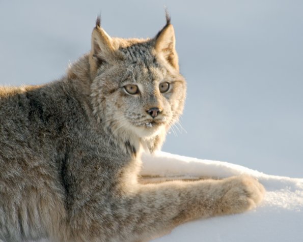 Canadian Lynx
