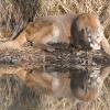 Reflection
