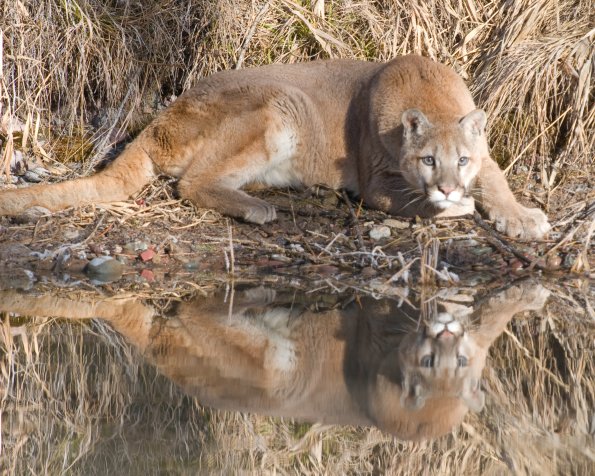 Reflection