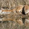 Reflection