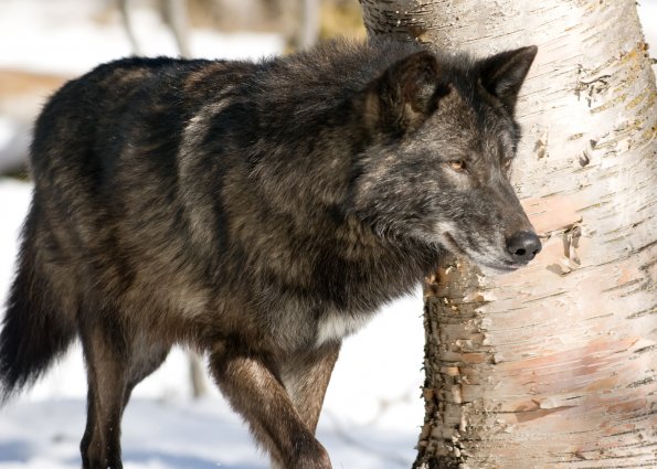 Grey Wolf