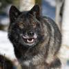 Grey Wolf