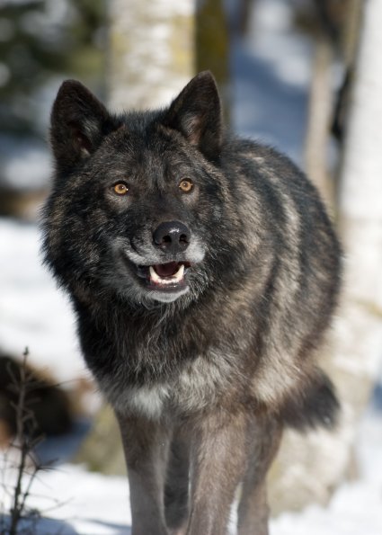 Grey Wolf