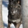 Grey Wolf
