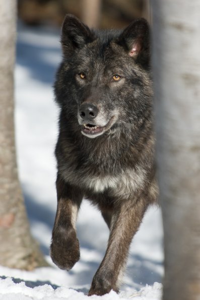 Grey Wolf