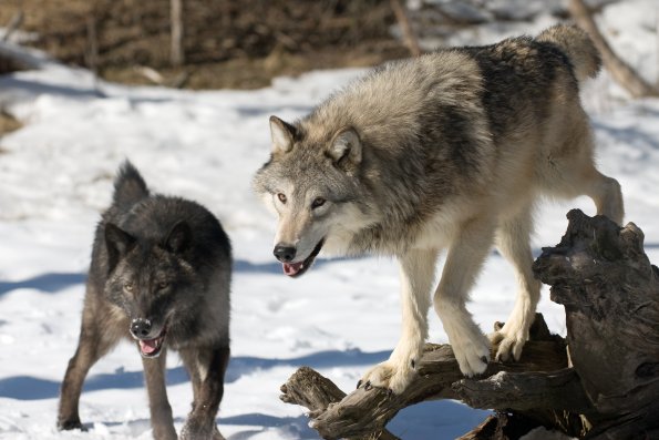 Grey Wolf Pack