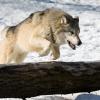 Grey Wolf