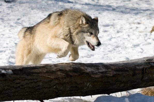 Grey Wolf