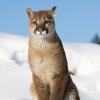 Mountain Lion