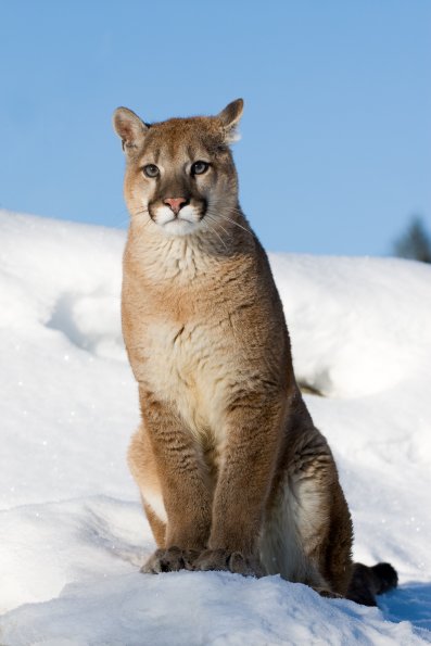 Mountain Lion