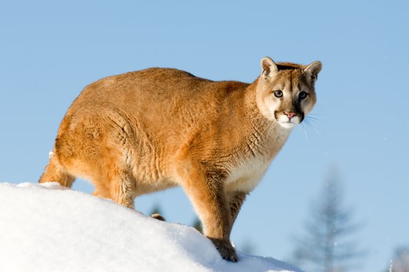 Mountain Lion
