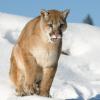 Mountain Lion