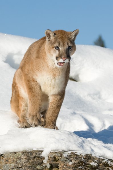 Mountain Lion