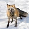 Cross Fox