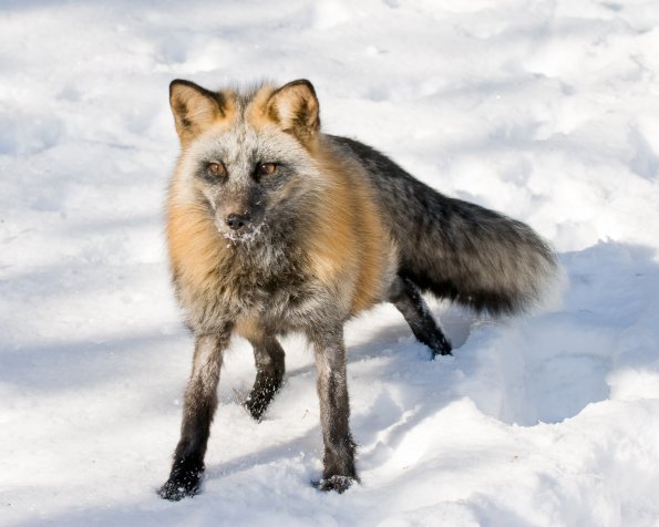 Cross Fox