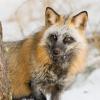 Cross Fox