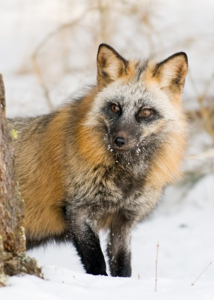 Cross Fox
