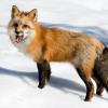 Red FoX