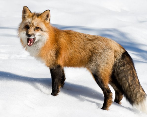 Red FoX