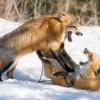 Red Foxes