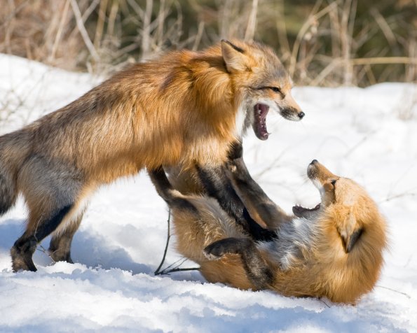 Red Foxes