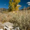 Bones and Cottonwoods