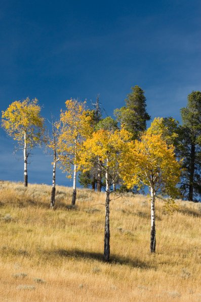 Aspens