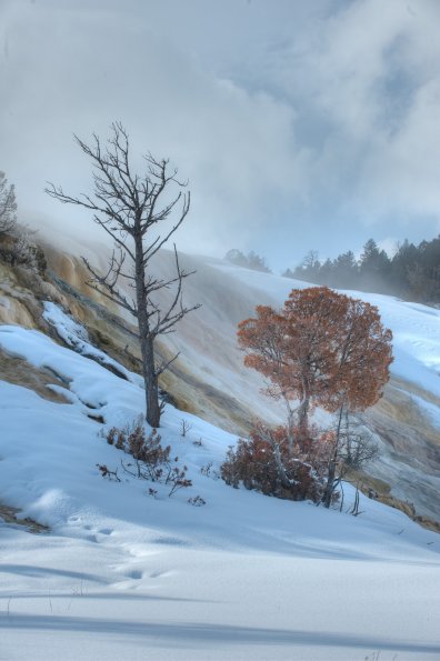 Mammoth Hot Springs