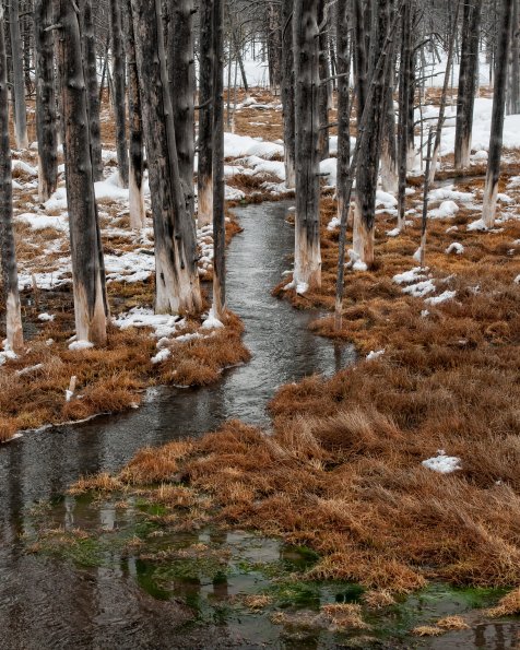Tangled Creek