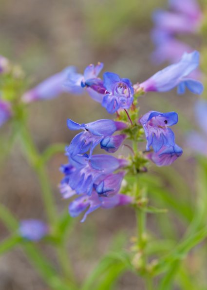 Wilcox's Penstemon