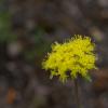 Wildflowers