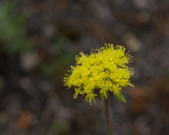 Narrowleaf Desert Parsley