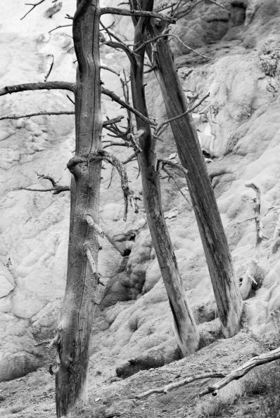 Mammoth Hot Springs