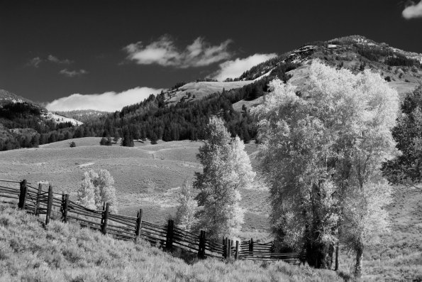 Cottonwoods