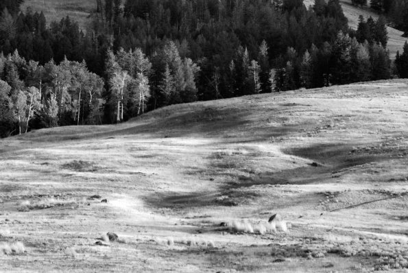 Specimen Ridge