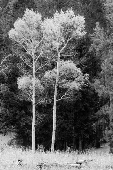 Aspens