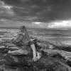 Driftwood