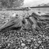 Driftwood