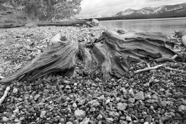 Driftwood