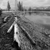 Driftwood