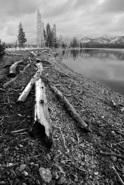 Driftwood