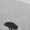 Snowfall