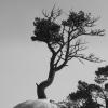 Mammoth Hot Springs