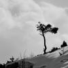 Mammoth Hot Springs