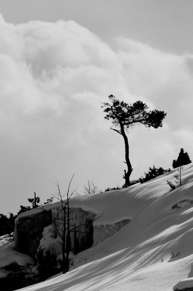 Mammoth Hot Springs