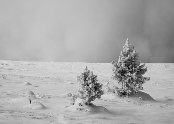 Norris Geyser Basin